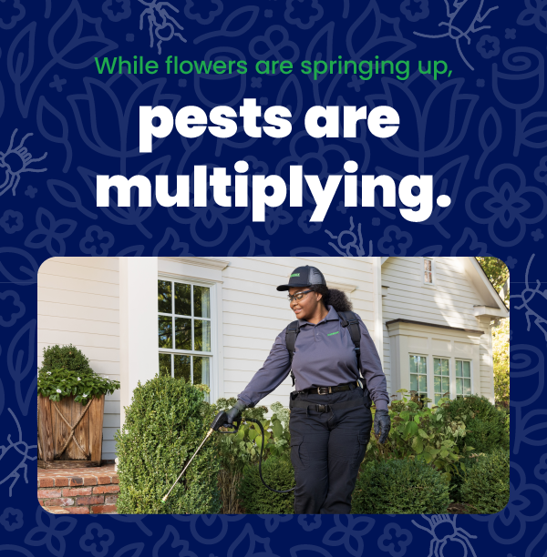While flowers are springing up, pests are multiplying.